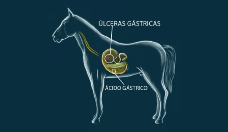 Úlcera Gástrica Equina